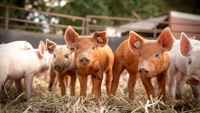 Schweinezucht